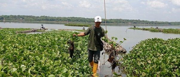 Di tengah tantangan lingkungan dan kebutuhan energi yang semakin meningkat, warga Waduk Cengklik di Indonesia menunjukkan inovasi yang inspiratif dengan memanfaatkan enceng gondok. Tanaman yang selama ini dianggap sebagai hama ini, kini mereka ubah menjadi sumber energi terbarukan. Proses ini tidak hanya mengatasi masalah enceng gondok sebagai tanaman invasif tetapi juga mendukung kemandirian energi di tingkat komunitas. Melalui pemanfaatan enceng gondok, warga Waduk Cengklik berhasil menciptakan solusi berkelanjutan yang menguntungkan ekonomi lokal dan menjaga keseimbangan ekosistem. Potensi Enceng Gondok Sebagai Sumber Energi Terbarukan Enceng gondok (Eichhornia crassipes) adalah tanaman air yang dikenal luas di Indonesia, terutama di daerah perairan seperti waduk, danau, dan sungai. Tanaman ini memiliki pertumbuhan yang sangat cepat dan dapat menutupi permukaan air dalam waktu singkat. Selama bertahun-tahun, enceng gondok dianggap sebagai hama yang mengganggu ekosistem perairan, menyebabkan penurunan kualitas air, dan merugikan nelayan serta petani. Namun, potensi enceng gondok sebagai sumber energi terbarukan mulai diakui oleh banyak pihak. Penting untuk memahami bahwa enceng gondok mengandung selulosa yang tinggi, sehingga dapat dimanfaatkan sebagai bahan baku untuk produksi biogas. Proses fermentasi dapat mengubah biomassa enceng gondok menjadi gas metana, yang dapat digunakan sebagai sumber energi untuk memasak, penerangan, atau bahkan sebagai bahan bakar untuk kendaraan. Dengan demikian, enceng gondok bukan hanya sekadar masalah lingkungan, tetapi juga merupakan solusi untuk permasalahan energi yang dihadapi oleh masyarakat. Dalam upaya masyarakat Waduk Cengklik untuk memanfaatkan enceng gondok, mereka mulai menerapkan teknik pengolahan yang sederhana namun efektif. Melalui pelatihan dan edukasi, warga diajarkan cara mengumpulkan, mengolah, dan mengkonversi enceng gondok menjadi biogas. Proses ini tidak hanya membantu mengurangi jumlah enceng gondok di waduk, tetapi juga menciptakan sumber energi yang ramah lingkungan. Masyarakat Waduk Cengklik juga mulai mengeksplorasi kemungkinan memanfaatkan enceng gondok untuk produksi briket biomassa yang dapat dijadikan sebagai bahan bakar padat. Dengan mengolah enceng gondok menjadi briket, warga tidak hanya mendapatkan sumber energi yang lebih bersih, tetapi juga memiliki potensi untuk meningkatkan pendapatan melalui penjualan briket ke pasar lokal. Melalui pendekatan ini, warga Waduk Cengklik berupaya untuk mencapai kemandirian energi. Dengan mengandalkan sumber daya lokal, mereka tidak hanya mengurangi ketergantungan pada bahan bakar fosil, tetapi juga berkontribusi pada pelestarian lingkungan. Dengan memanfaatkan enceng gondok, mereka menciptakan siklus yang berkelanjutan, di mana limbah menjadi sumber daya yang bermanfaat. Inovasi dan Teknologi dalam Pengolahan Enceng Gondok Inovasi menjadi kunci dalam pengolahan enceng gondok. Dengan memanfaatkan teknologi sederhana, warga Waduk Cengklik dapat mengubah enceng gondok menjadi sumber energi yang berguna. Salah satu teknologi yang digunakan adalah digester anaerobik, yang berfungsi untuk memfermentasi biomassa menjadi biogas. Digester anaerobik dapat dibangun dari bahan lokal, sehingga biaya pembuatannya menjadi lebih terjangkau. Proses fermentasi di dalam digester akan menghasilkan gas metana, yang dapat dimanfaatkan untuk memasak atau sumber energi lain. Selain itu, hasil sampingan dari proses ini adalah slurry yang kaya nutrisi, yang dapat digunakan sebagai pupuk organik untuk pertanian. Dengan demikian, inovasi ini tidak hanya menguntungkan dari segi energi, tetapi juga mendukung pertanian lokal. Selain digester anaerobik, teknologi lain yang dikembangkan adalah pencetakan briket. Warga Waduk Cengklik mulai belajar untuk mengolah enceng gondok menjadi briket biomassa yang dapat digunakan sebagai bahan bakar padat. Briket ini memiliki nilai kalor yang cukup tinggi dan dapat digunakan untuk memasak atau sebagai bahan bakar alternatif. Pengolahan ini juga membantu mengurangi volume enceng gondok yang ada di lingkungan, sehingga menjaga keseimbangan ekosistem. Tak hanya itu, untuk memperkenalkan teknologi ini kepada masyarakat, dilakukan pelatihan dan penyuluhan oleh berbagai pihak, termasuk lembaga pemerintah dan NGO. Peserta pelatihan diajarkan langkah-langkah praktis dalam pengumpulan, pengolahan, dan pemanfaatan enceng gondok. Dalam proses ini, warga tidak hanya mendapatkan pengetahuan, tetapi juga keterampilan yang berguna untuk meningkatkan kualitas hidup mereka. Penerapan teknologi ini menjadi contoh bagaimana inovasi dapat mengubah pandangan masyarakat terhadap limbah dan sumber daya. Dengan memanfaatkan enceng gondok, warga Waduk Cengklik menunjukkan bahwa dengan kreativitas dan teknologi, masalah dapat diubah menjadi peluang. Hal ini juga menciptakan kesadaran akan pentingnya keberlanjutan dan pelestarian lingkungan di kalangan masyarakat. Pemberdayaan Masyarakat Melalui Pengelolaan Enceng Gondok Pemberdayaan masyarakat menjadi salah satu aspek penting dalam pengelolaan enceng gondok di Waduk Cengklik. Melalui program-program pemberdayaan, warga diberikan kesempatan untuk terlibat langsung dalam pengolahan dan pemanfaatan enceng gondok. Hal ini tidak hanya meningkatkan pengetahuan dan keterampilan, tetapi juga membangun rasa memiliki terhadap lingkungan. Salah satu upaya pemberdayaan yang dilakukan adalah pembentukan kelompok tani dan komunitas energi. Dalam kelompok ini, anggota dapat saling berbagi informasi, pengalaman, dan teknik dalam pengolahan enceng gondok. Dengan adanya dukungan kelompok, proses belajar menjadi lebih efektif, dan warga merasa lebih termotivasi untuk berinovasi. Selain itu, kelembagaan yang kuat juga diperlukan untuk mendukung keberhasilan program ini. Pemerintah setempat dan organisasi non-pemerintah turut berperan dalam menyusun kebijakan yang mendukung pengelolaan enceng gondok. Dengan adanya dukungan regulasi, warga dapat merasa lebih aman dan nyaman dalam berinvestasi pada teknologi pengolahan. Lebih dari itu, pemberdayaan masyarakat juga menciptakan peluang ekonomi baru. Dengan menjadikan enceng gondok sebagai sumber energi, warga dapat mengurangi pengeluaran untuk bahan bakar. Selain itu, mereka juga memiliki potensi untuk memasarkan produk-produk energi yang dihasilkan, seperti biogas dan briket, ke pasar yang lebih luas. Hal ini membuka peluang usaha baru dan meningkatkan kesejahteraan masyarakat. Dengan pendekatan yang inklusif, warga Waduk Cengklik tidak hanya belajar untuk mengolah enceng gondok, tetapi juga meningkatkan keterlibatan sosial dan solidaritas di antara mereka. Pemberdayaan masyarakat ini menjadi model bagi daerah lain yang menghadapi masalah serupa, di mana kolaborasi dan inovasi menjadi kunci untuk mencapai keberlanjutan. Dampak Lingkungan dari Pengolahan Enceng Gondok Pengolahan enceng gondok di Waduk Cengklik memiliki dampak positif yang signifikan terhadap lingkungan. Dengan mengurangi jumlah enceng gondok yang tumbuh secara berlebihan, warga membantu meningkatkan kualitas air dan kesehatan ekosistem perairan. Enceng gondok yang tidak terkelola dapat menyumbat saluran air, mengurangi kadar oksigen, dan membunuh organisme air. Dengan mengelola enceng gondok, warga turut berperan dalam menjaga keseimbangan ekosistem. Selain itu, pemanfaatan enceng gondok sebagai sumber energi juga berkontribusi pada pengurangan emisi karbon. Dengan mengganti penggunaan bahan bakar fosil dengan biogas, masyarakat mengurangi jejak karbon mereka. Penggunaan energi terbarukan ini tidak hanya bermanfaat bagi kesehatan lingkungan, tetapi juga mendukung upaya mitigasi perubahan iklim. Penting untuk dicatat bahwa keberhasilan pengelolaan enceng gondok juga bergantung pada partisipasi masyarakat. Ketika warga terlibat aktif dalam pengelolaan, mereka merasa lebih bertanggung jawab terhadap lingkungan. Kesadaran akan pentingnya menjaga kebersihan waduk dan perairan menjadi bagian dari budaya masyarakat. Dengan cara ini, dampak positif dari pengelolaan enceng gondok akan dirasakan dalam jangka panjang. Melalui kolaborasi antara masyarakat, pemerintah, dan organisasi non-pemerintah, program pengolahan enceng gondok dapat diperluas dan diadopsi di daerah lain. Dengan berbagi pengetahuan dan pengalaman, diharapkan pengelolaan enceng gondok dapat menjadi model yang diterapkan di seluruh Indonesia. Hal ini akan memberikan dampak positif yang lebih luas, baik dari segi lingkungan maupun sosial ekonomi. Menuju Kemandirian Energi: Tantangan dan Solusi Meskipun pengelolaan enceng gondok di Waduk Cengklik membawa banyak manfaat, namun tantangan tetap ada. Salah satu tantangan terbesar adalah perubahan sikap masyarakat terhadap enceng gondok. Banyak warga masih melihat enceng gondok sebagai masalah, bukan sebagai potensi. Oleh karena itu, edukasi dan sosialisasi yang terus menerus diperlukan untuk mengubah pandangan ini. Selain itu, keterbatasan akses terhadap teknologi dan modal juga menjadi kendala. Tidak semua warga memiliki pengetahuan atau sumber daya untuk membangun digester anaerobik atau fasilitas pengolahan lainnya. Oleh karena itu, penting untuk menyediakan dukungan teknis dan finansial agar proses pengolahan dapat berjalan dengan baik. Tantangan lainnya adalah kebutuhan untuk menjamin keberlanjutan program ini. Pengelolaan enceng gondok harus dilakukan secara berkelanjutan agar tidak menyebabkan dampak negatif bagi lingkungan. Hal ini memerlukan kolaborasi yang erat antara semua pemangku kepentingan, termasuk pemerintah, masyarakat, dan sektor swasta. Solusi untuk tantangan ini antara lain melalui peningkatan pelatihan dan pendidikan bagi masyarakat. Dengan meningkatkan keterampilan dan pengetahuan, warga dapat lebih percaya diri dalam mengelola enceng gondok. Selain itu, dukungan dari pemerintah dan lembaga lainnya sangat penting untuk menyediakan fasilitas yang memadai. Melalui upaya bersama, diharapkan Waduk Cengklik dapat meraih kemandirian energi dan menjadi contoh bagi daerah lain. Dengan memanfaatkan sumber daya lokal secara bijaksana, masyarakat dapat menciptakan masa depan yang berkelanjutan dan lebih baik. Kesimpulan Inisiatif warga Waduk Cengklik dalam memanfaatkan enceng gondok sebagai sumber energi terbarukan menunjukkan bahwa tantangan lingkungan dapat diubah menjadi peluang yang menguntungkan. Melalui inovasi dan teknologi, mereka berhasil mengolah tanaman invasif ini menjadi energi yang dapat mendukung kemandirian energi lokal. Pendekatan ini tidak hanya memberikan solusi bagi permasalahan energi, tetapi juga berkontribusi pada pelestarian lingkungan dan pemberdayaan masyarakat. Dengan kolaborasi antara masyarakat, pemerintah, dan lembaga non-pemerintah, program pengelolaan enceng gondok dapat diperluas dan diadopsi di daerah lain. Dengan demikian, diharapkan semakin banyak masyarakat yang terinspirasi untuk mengelola sumber daya alam secara berkelanjutan, menciptakan kesejahteraan, serta menjaga keseimbangan ekosistem.