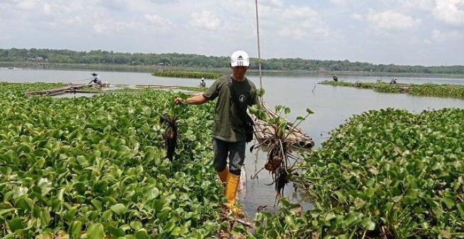 Ubah Hama Jadi Daya, Cara Cerdik Warga Waduk Cengklik Manfaatkan Enceng Gondok Menuju Mandiri Energi